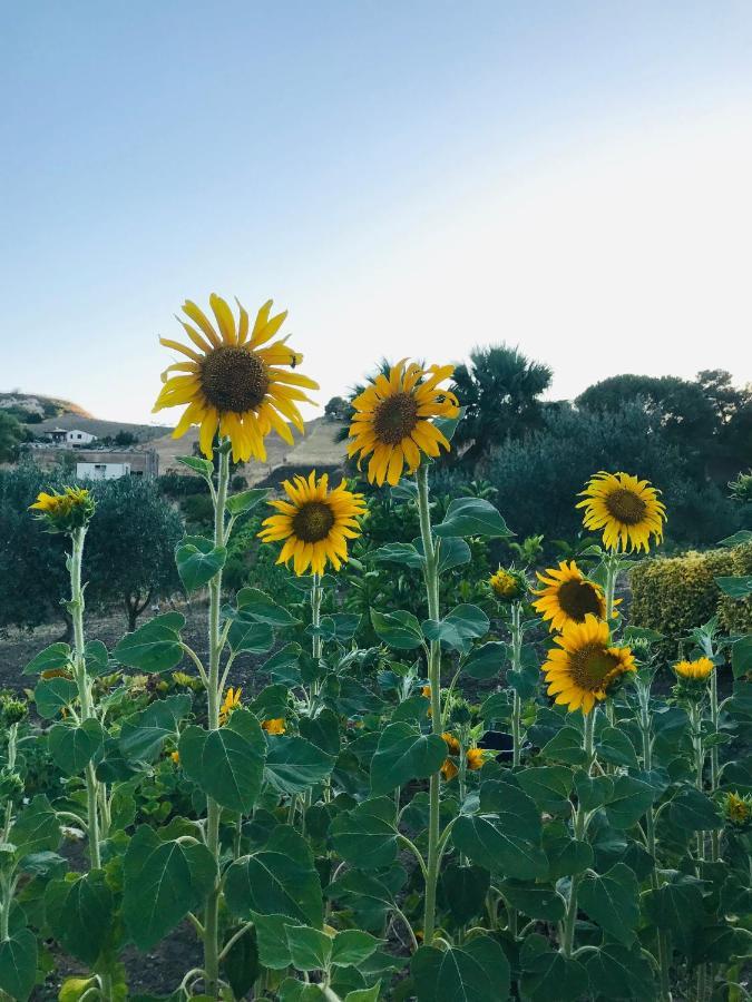 Villa Lada Santa Ninfa Eksteriør billede